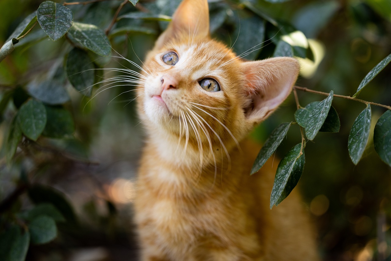 Understanding Scabies Mange in Cats: Symptoms, Treatment, and Prevention