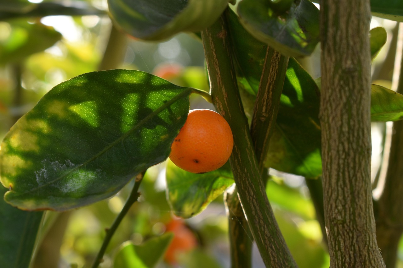 Delightful Treat: Trader Joe's Calamansi Mango Sorbet