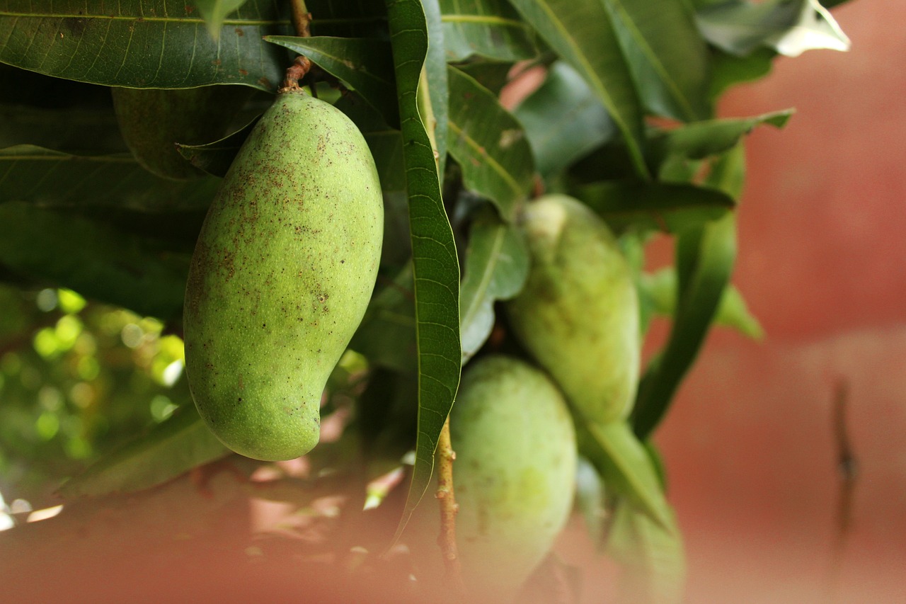 Discover the Benefits of Organic Mango at Costco