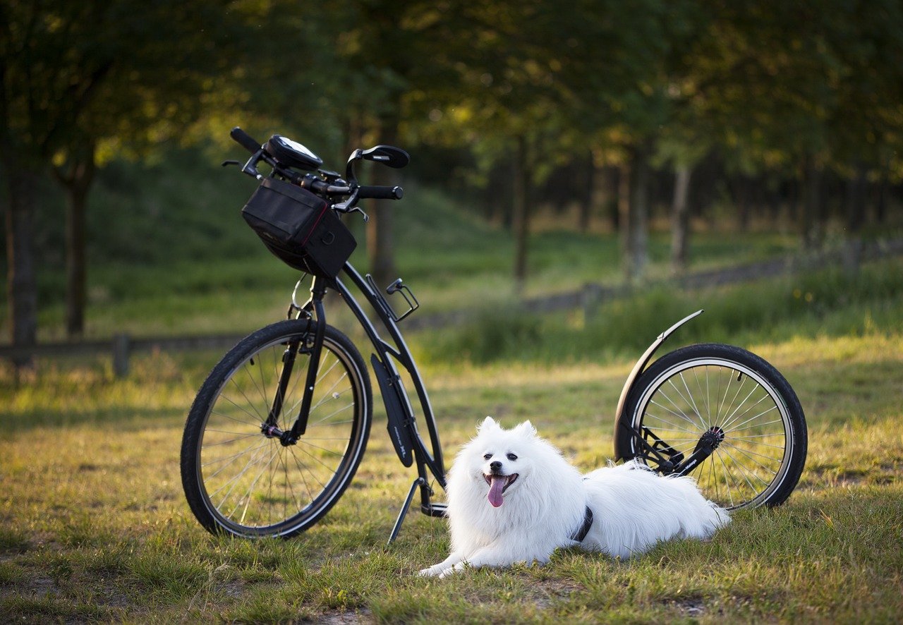 Mangoes Good for Dogs: A Sweet Treat for Your Furry Friends