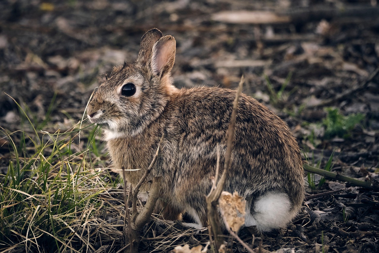 Understanding the Impact of the Rabbit Proof Fence Movie