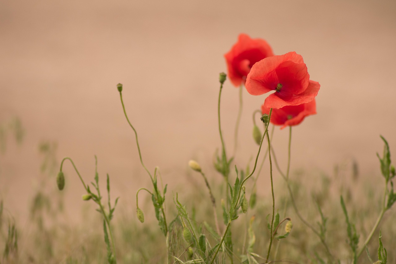 The Poppy Movie: Explore the Captivating Story and Impact