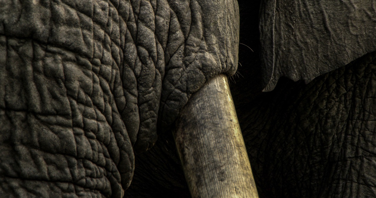 The Tusk Movie: Unraveling Its Bizarre Narrative and Impact