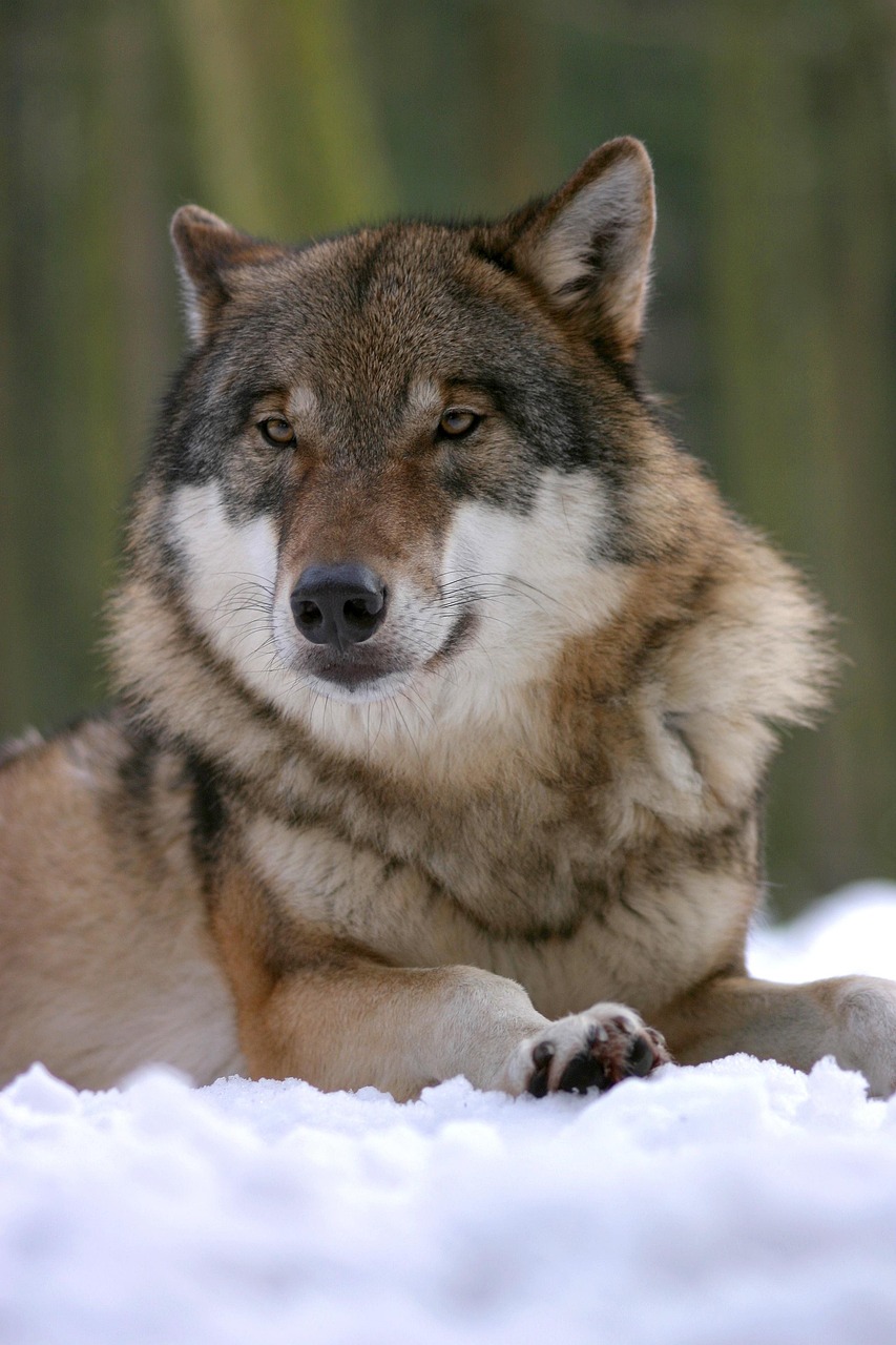 Explore the Captivating World of Wolves Movies