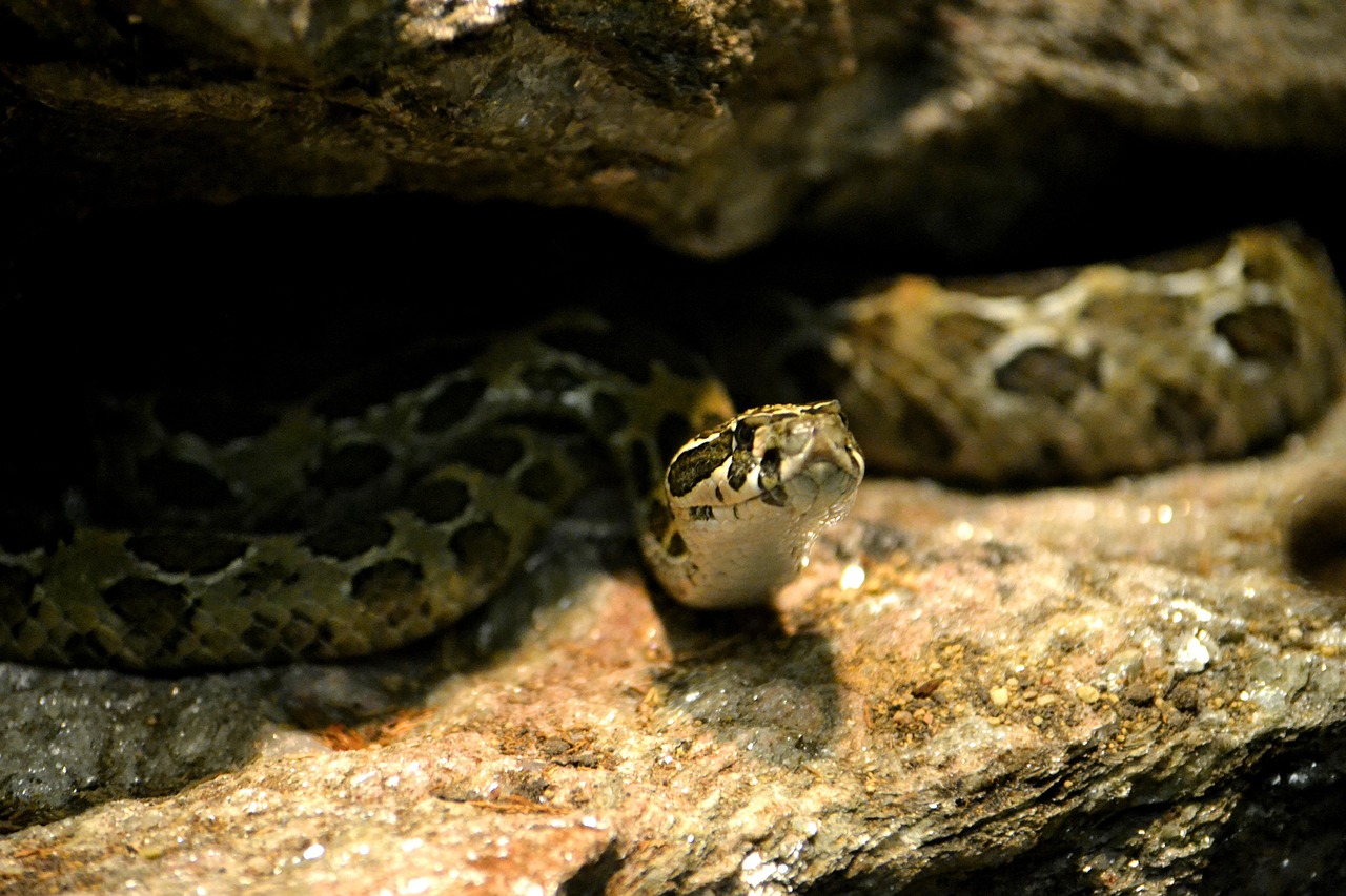 The Anaconda Movie: A Cinematic Thrill Ride Through the Amazon