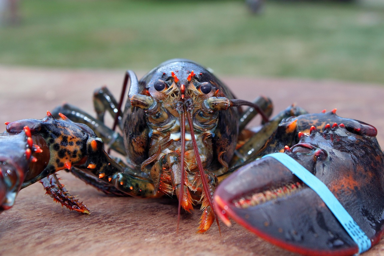 Beyonce Red Lobster: The Viral Moment That Changed the Game