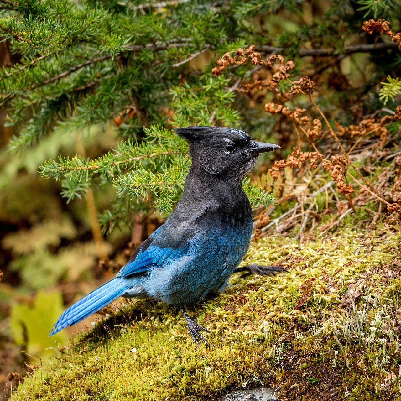 Exploring the Connection: Blue Jay Z and Beyoncé