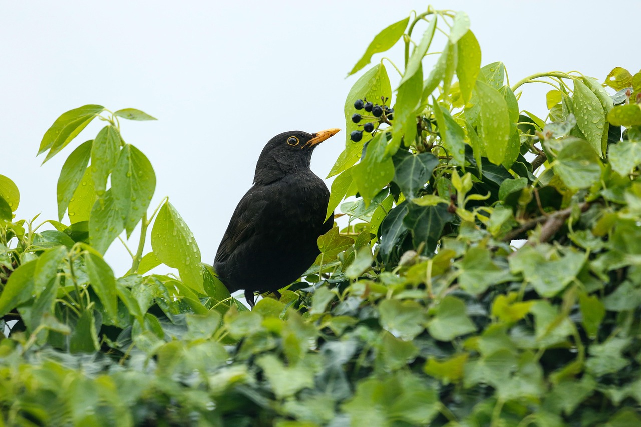 The Significance of Blackbird Beyonce: A Journey of Empowerment