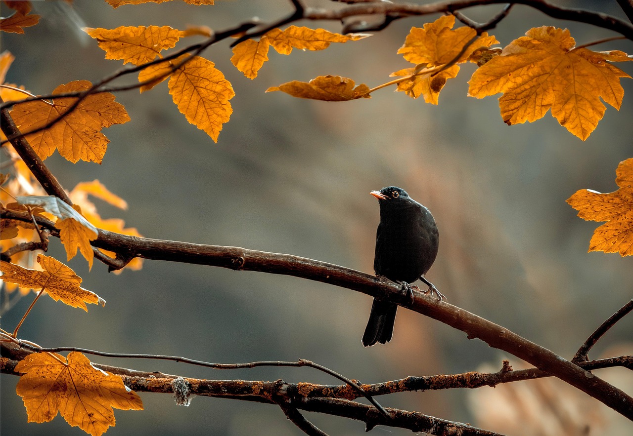 Exploring the Meaning Behind "Blackbird Beyoncé"