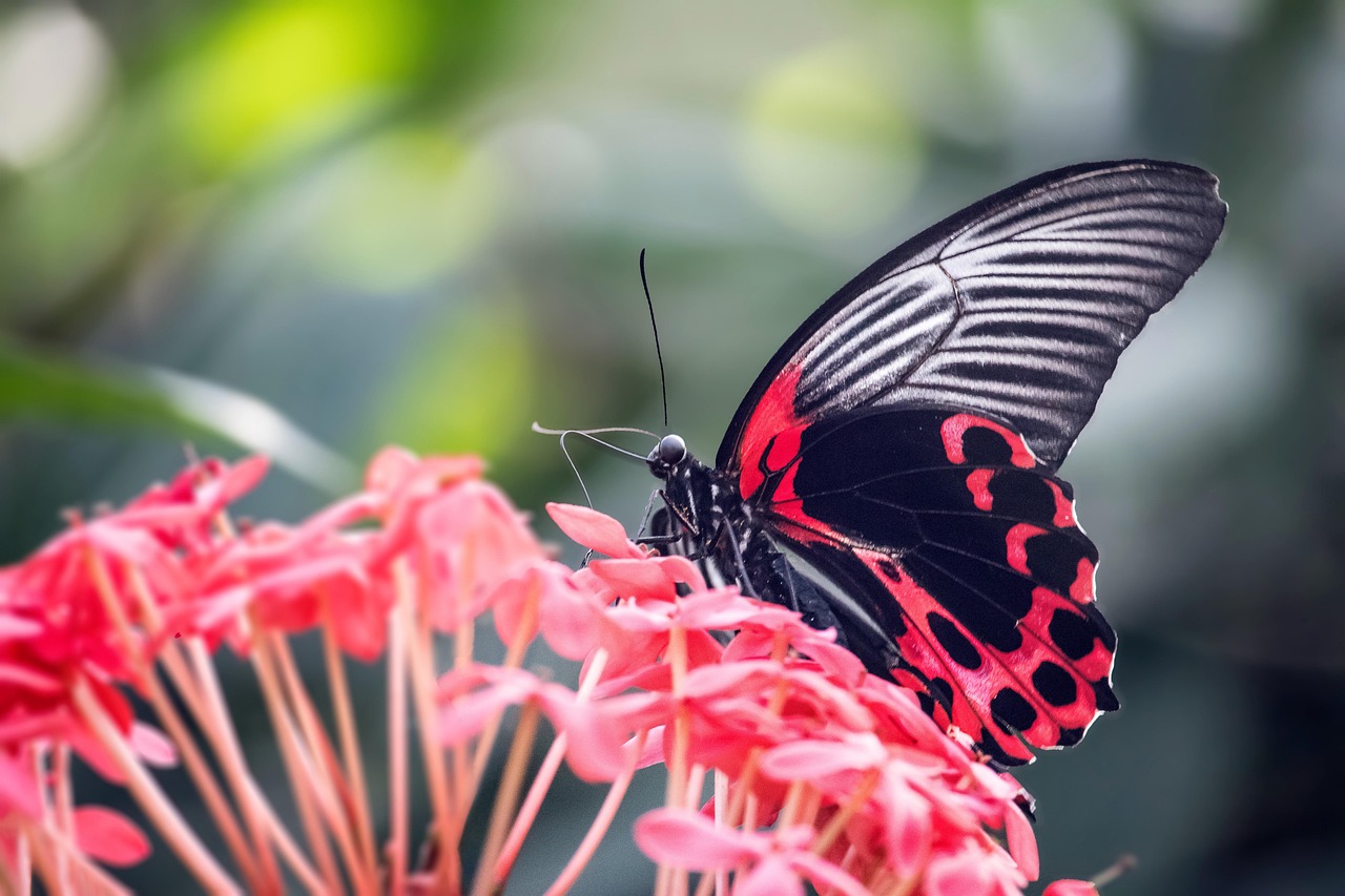 Exploring the Symbolism of Butterfly Beyonce in Music and Culture