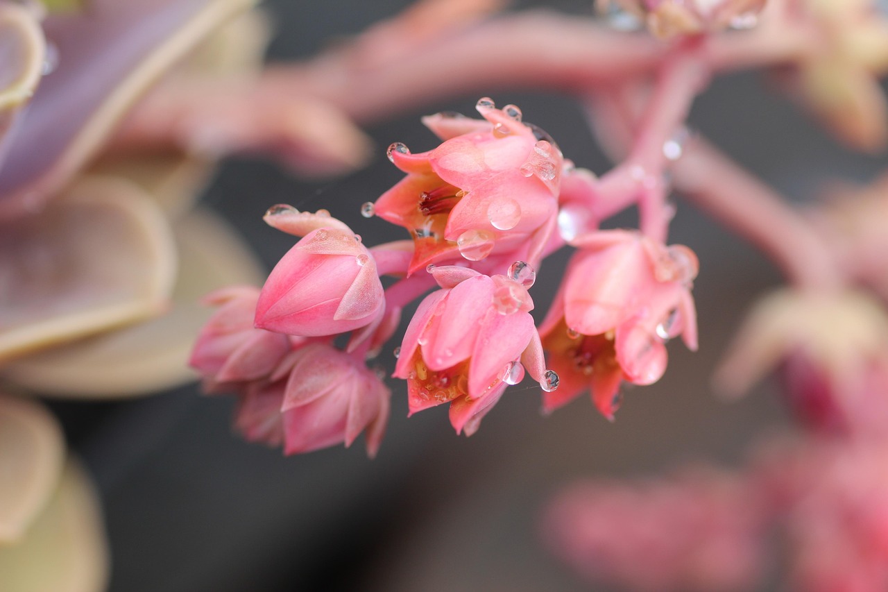 Discover the Stunning Echeveria Beyonce: Care Tips and More!