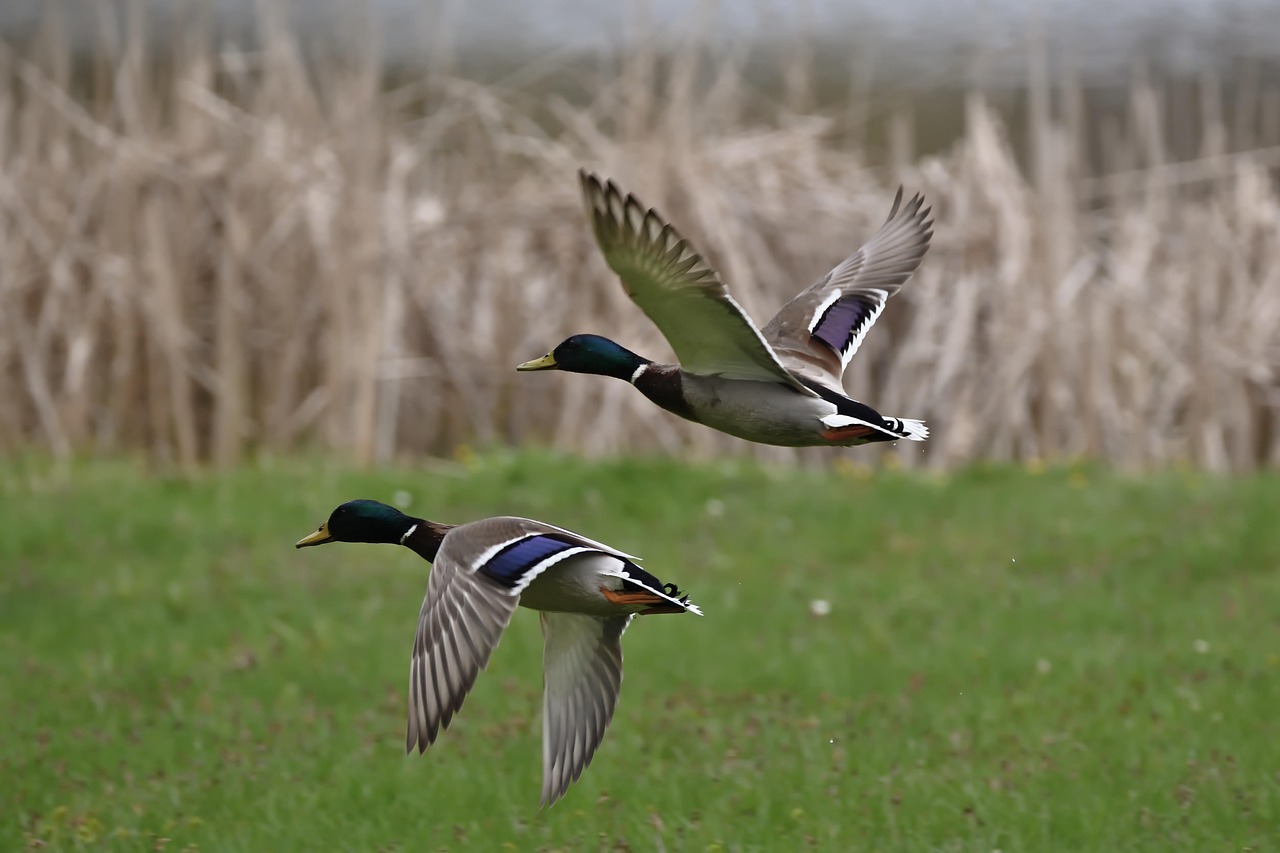 Why Drake Waterfowl Hunting Clothes are Essential for Your Outdoor Adventures