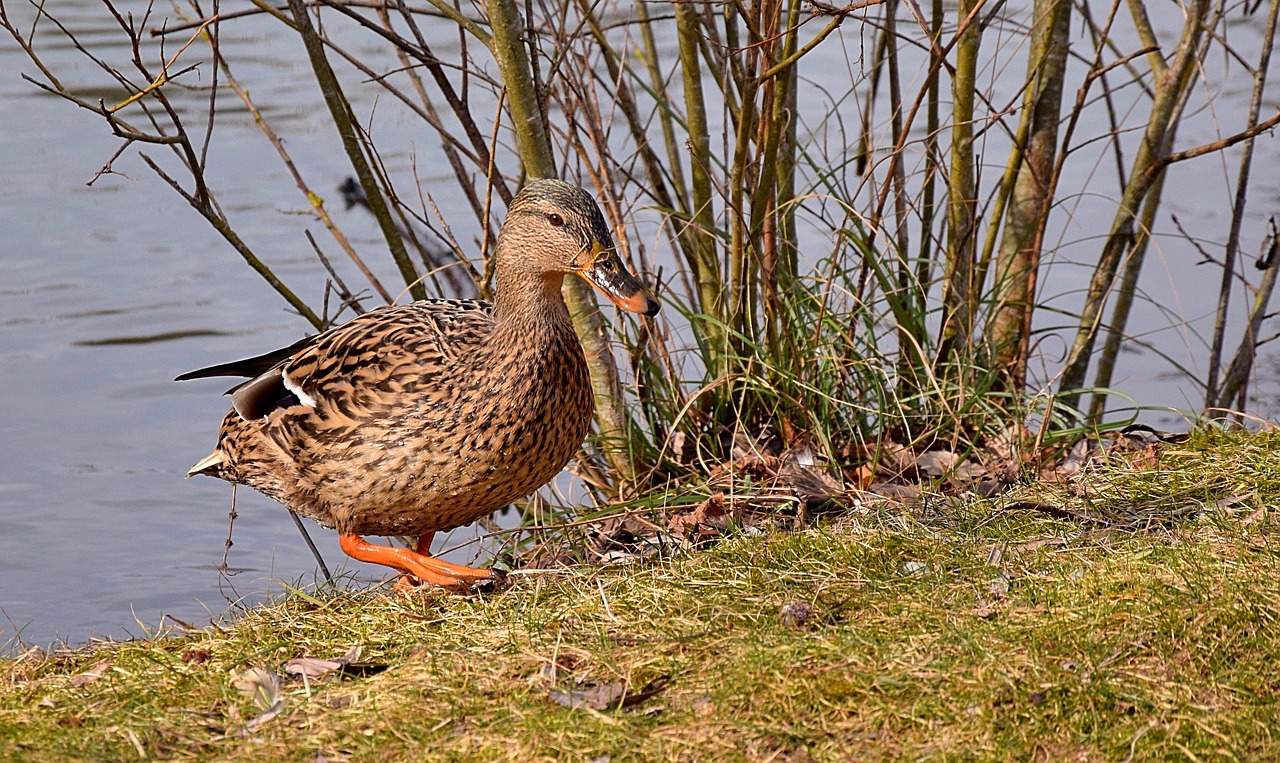 Explore the Best Drake Waterfowl Jacket for Women