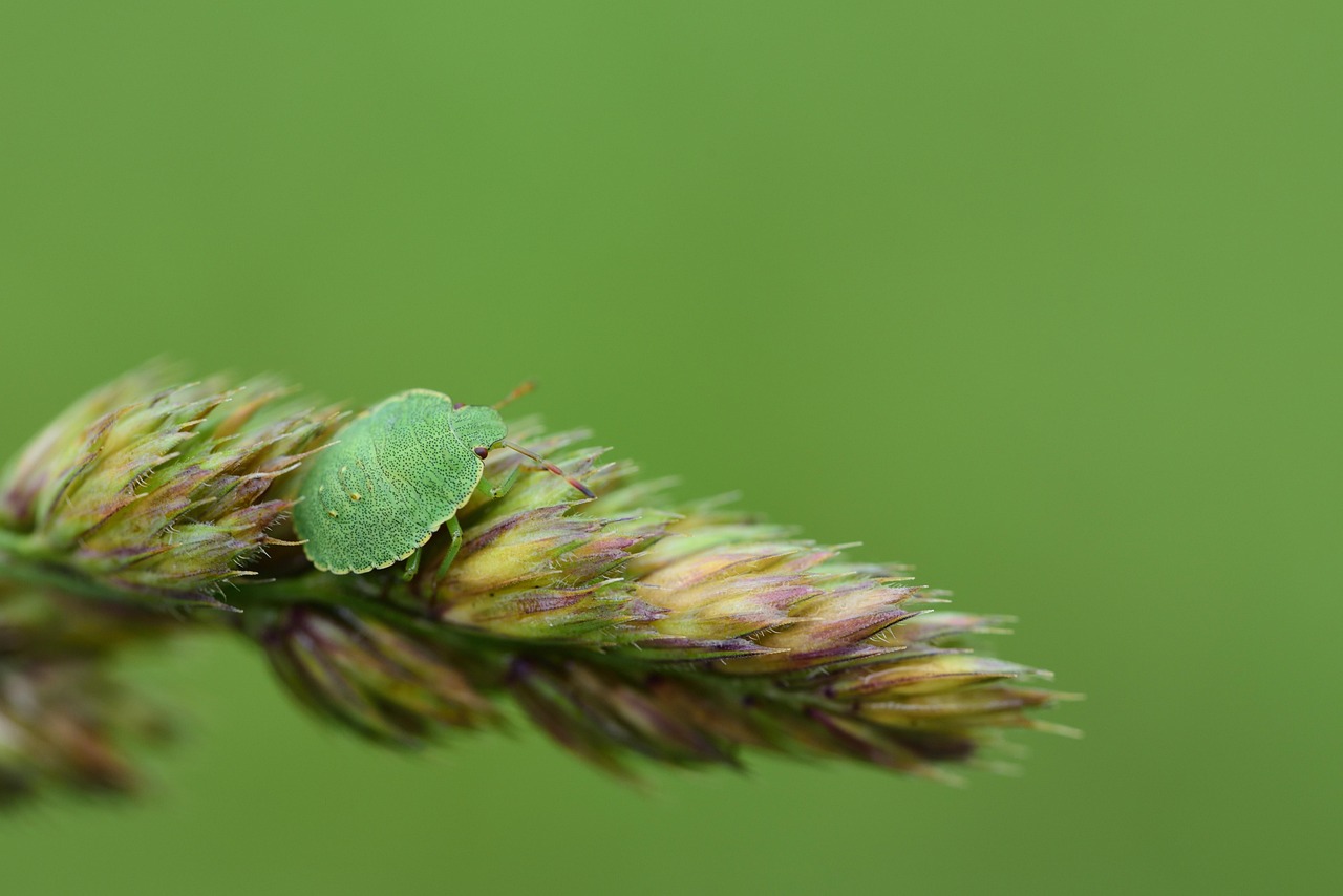 Drakes Pest Control: Your Solution for a Pest-Free Home