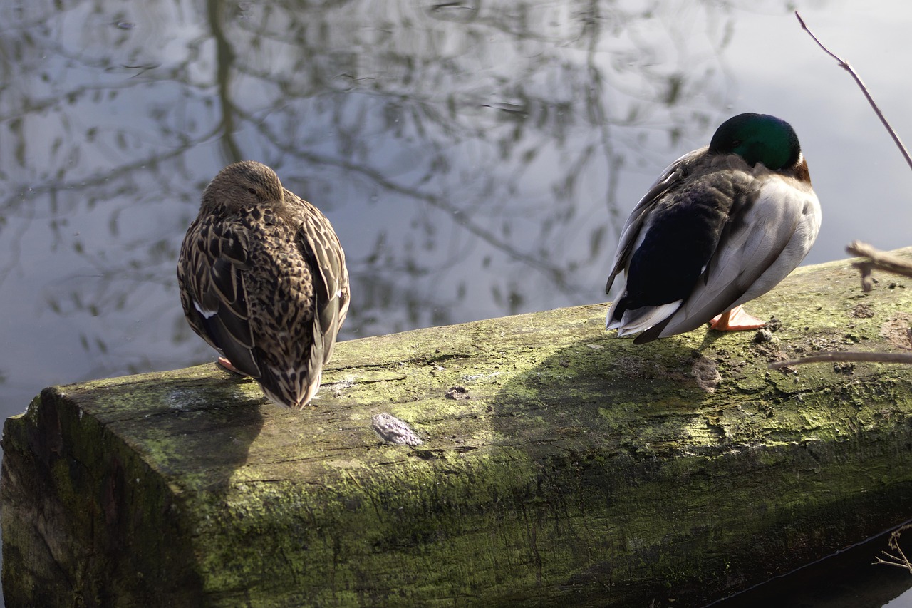 Drake Waterfowl Stickers: The Ultimate Guide for Enthusiasts