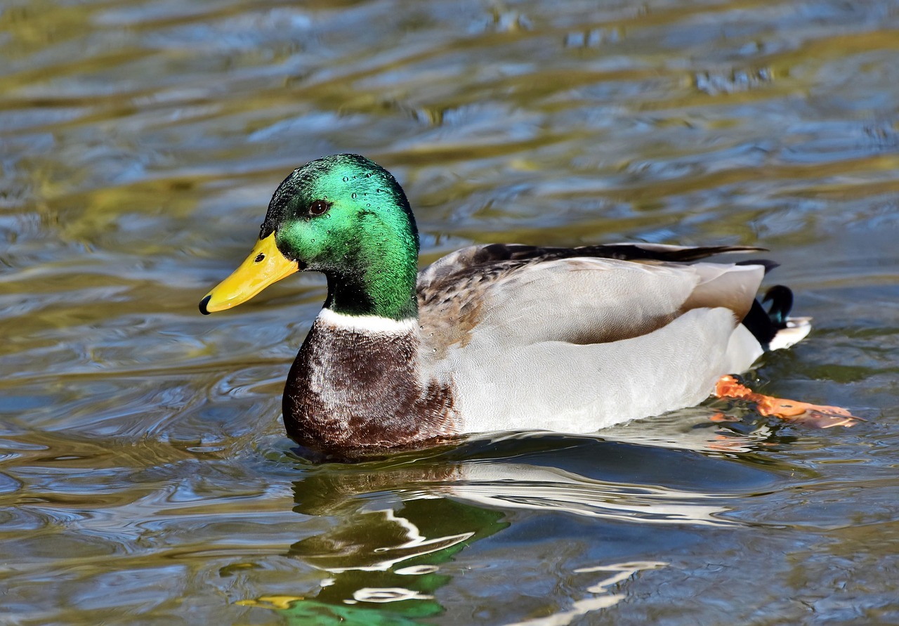 Exploring Drakes Lea: A Hidden Gem of History and Nature