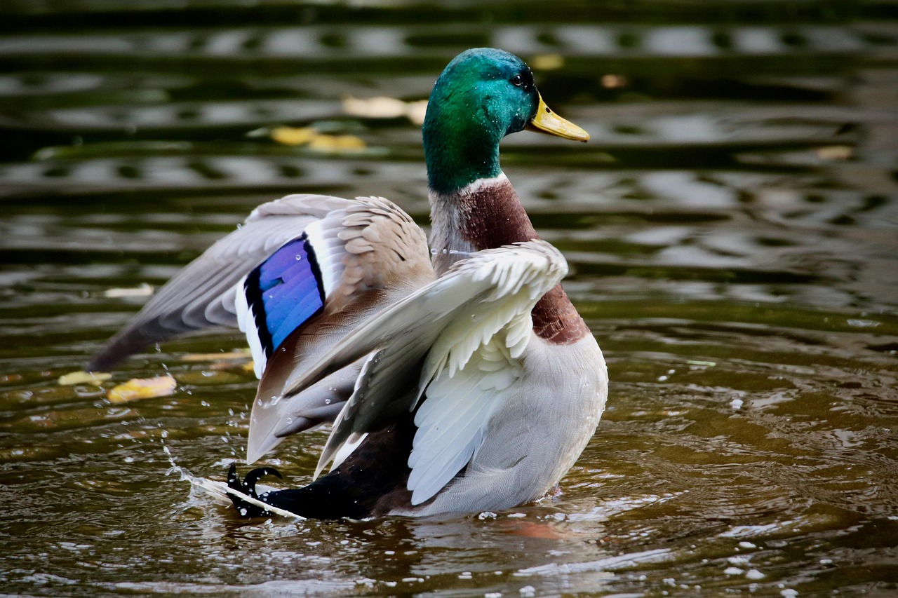 Understanding Drakes: The Fascinating World of Male Ducks