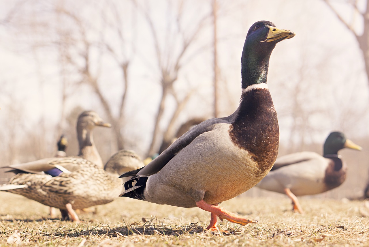 Discover Drake Waterfowl Near Me - A Hunter's Guide