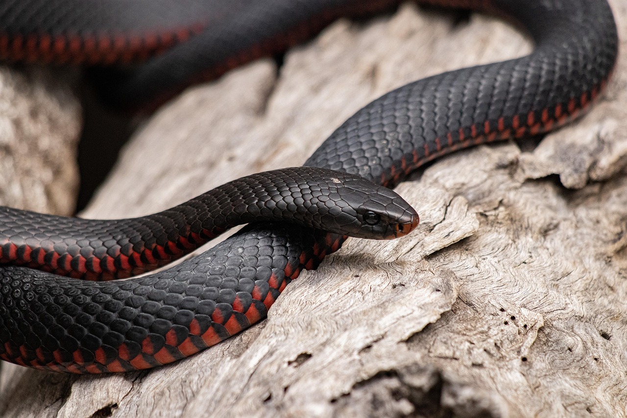 The Fascinating World of Snake Drake: Secrets Unveiled