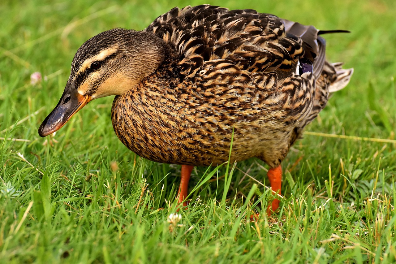 Enhance Your Duck Hunting with the Duck Commander Mallard Drake Call