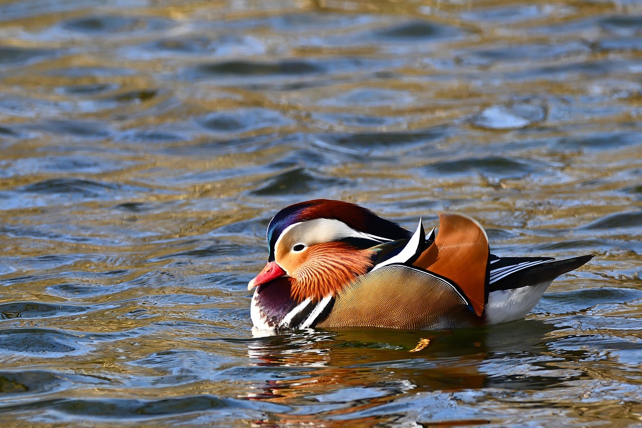 Score Big Savings with Drake Waterfowl Clearance Sales