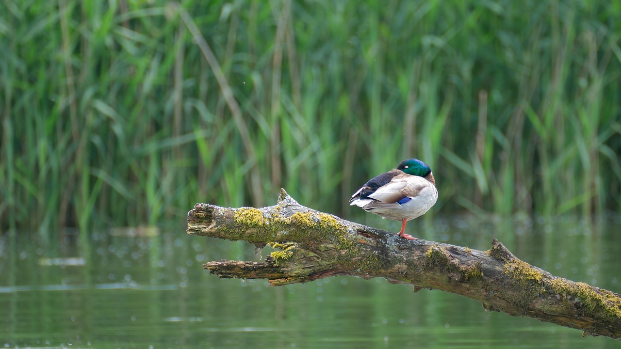 Unlock Savings with Drake Waterfowl Discount Codes