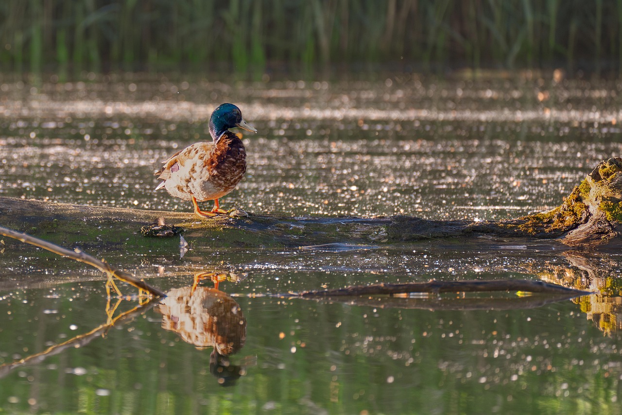 Don't Miss the Drake Waterfowl Closeout Sale: Unbeatable Deals Await!