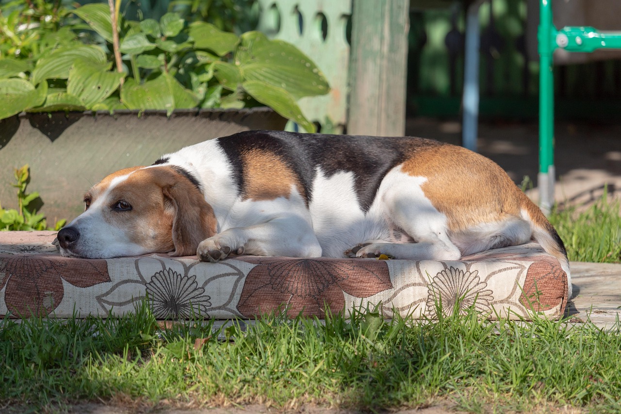 The Legacy of Elvis Presley and His Beloved Dog Hound