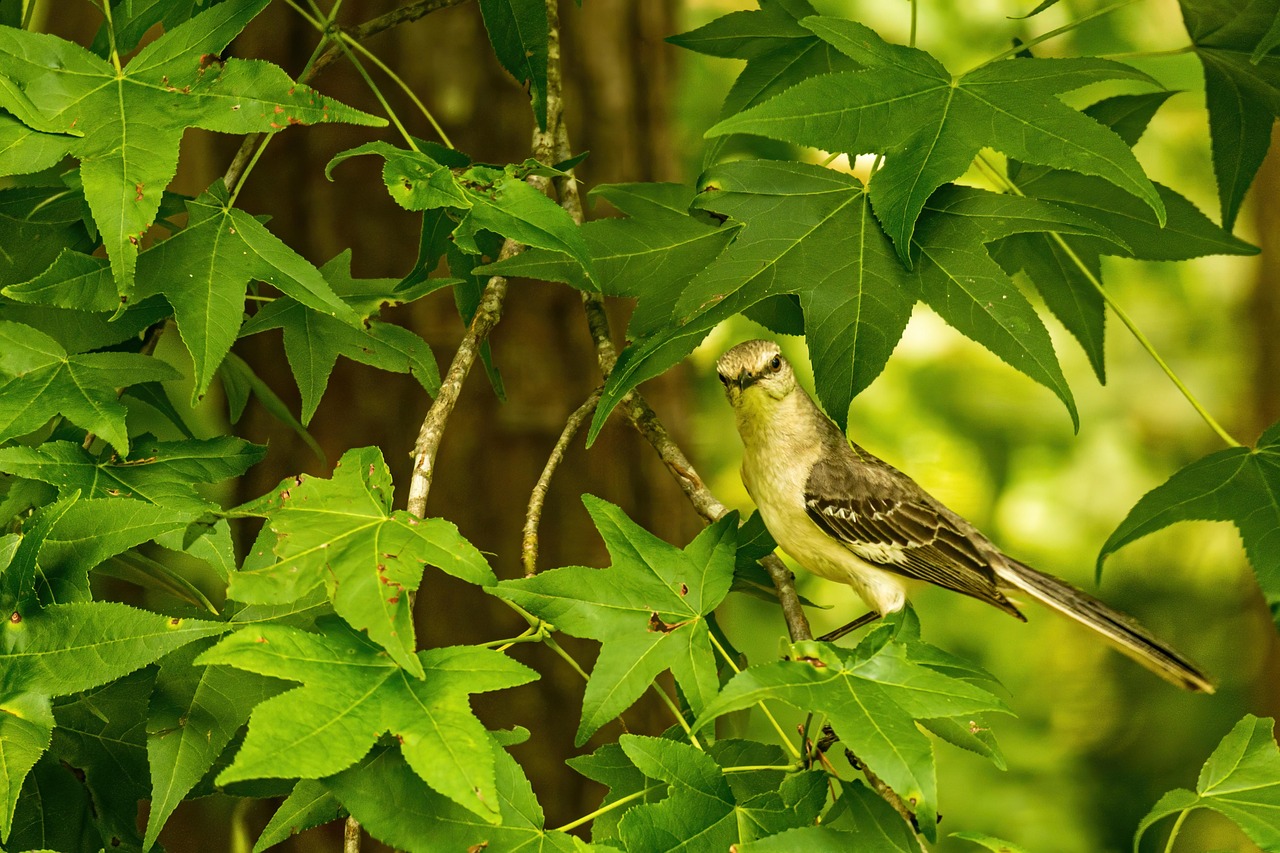 Exploring the Meaning Behind Mockingbird Lyrics by Eminem