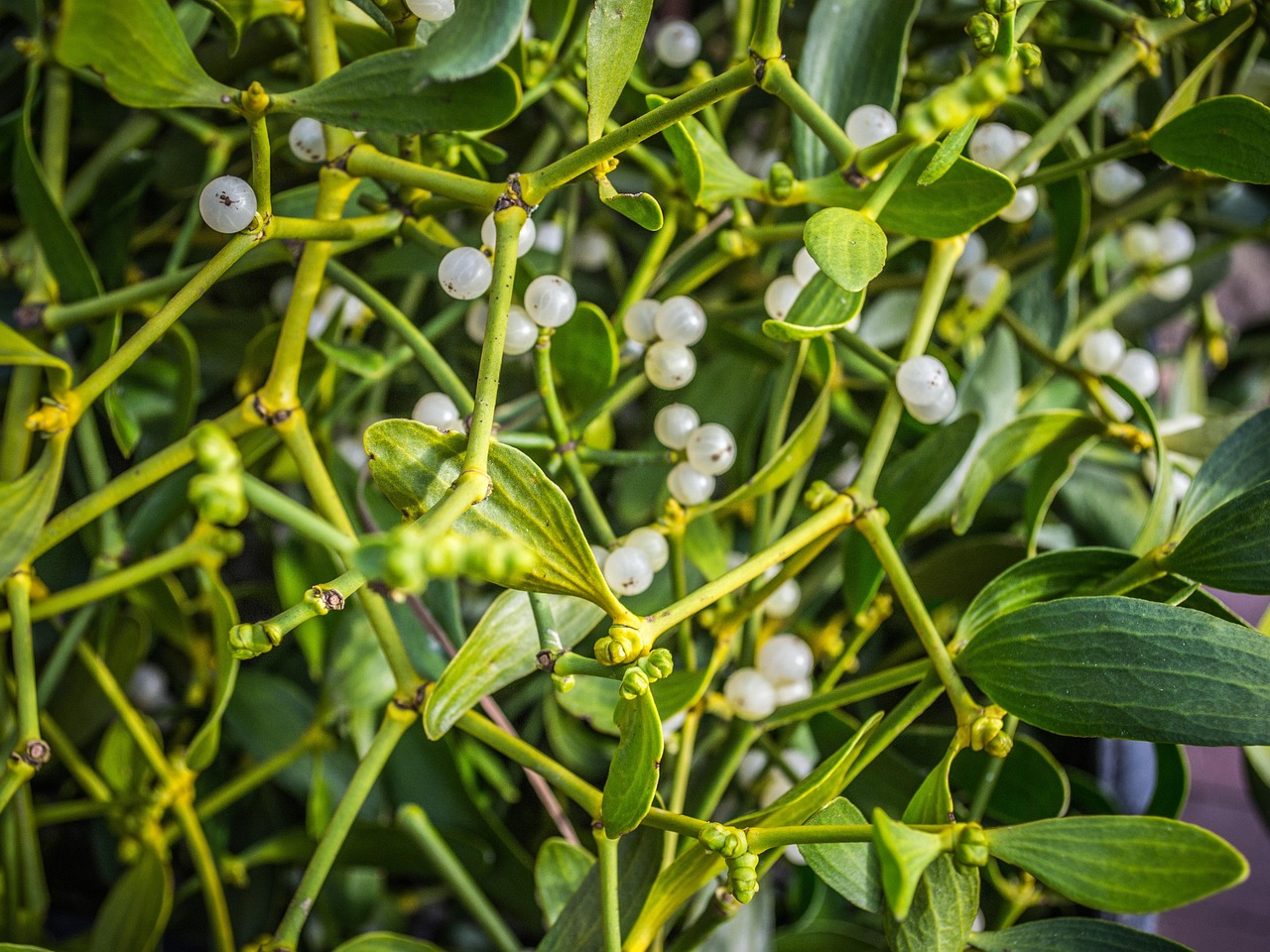 Celebrate the Holidays with Justin Bieber's Mistletoe