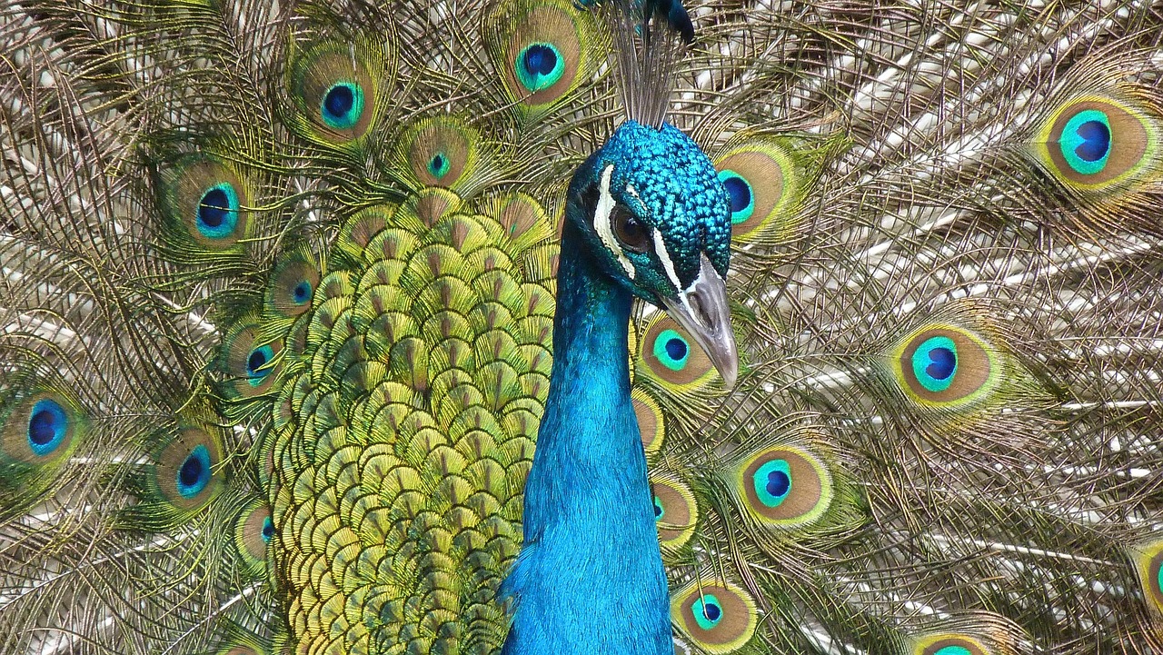 Exploring the Lyrics of "Peacock" by Katy Perry