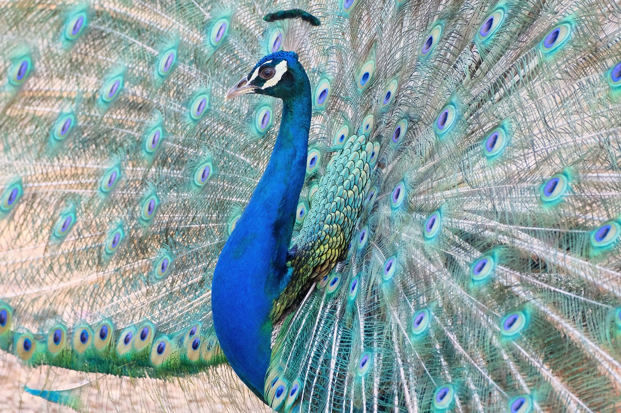 Katy Perry Peacock: The Vibrant Anthem You Need to Know