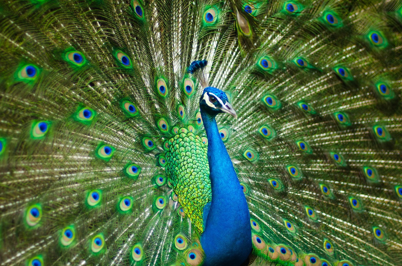 Katy Perry Peacock with Lyrics: Dive Into the Hit Song