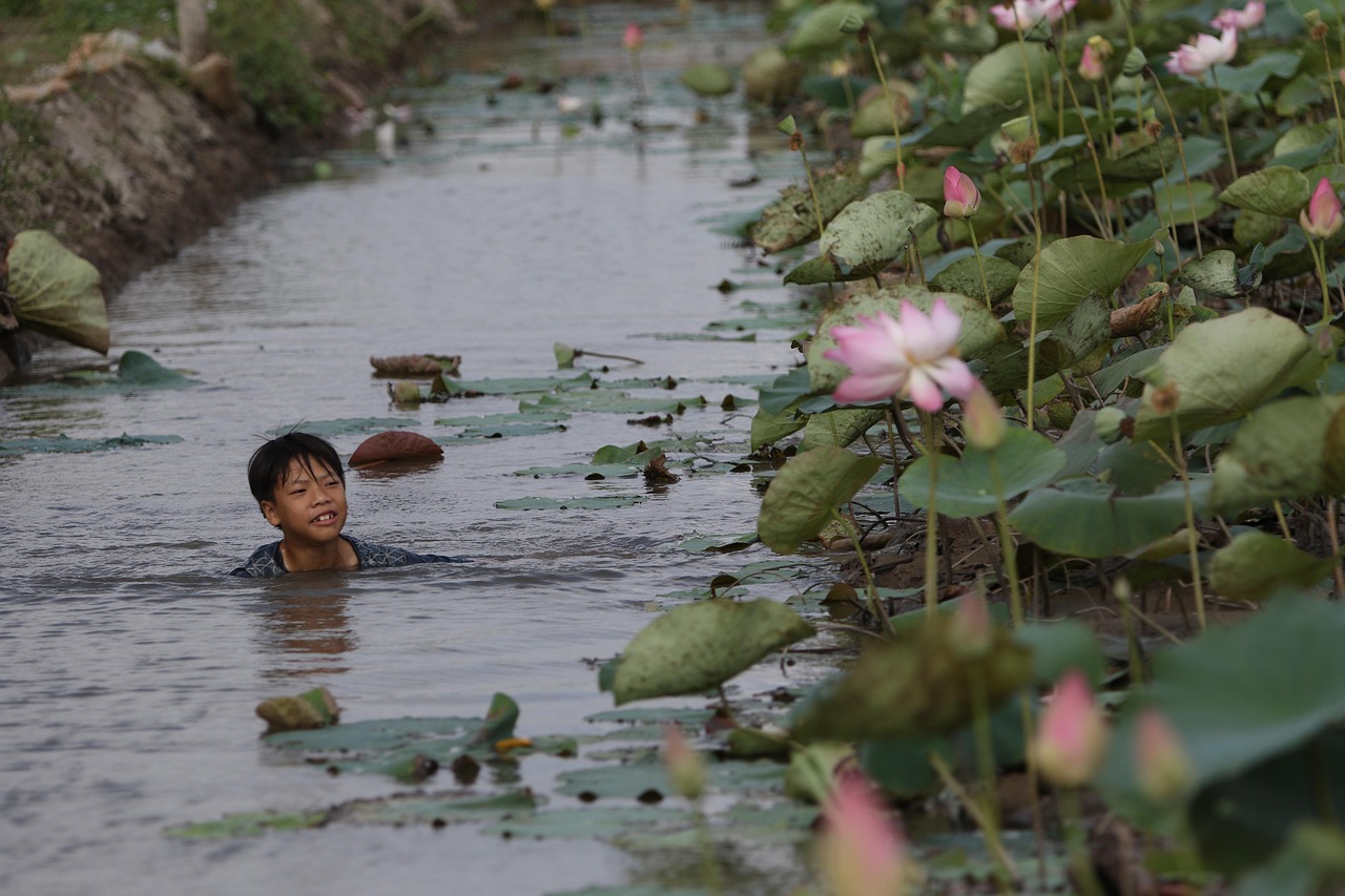 Water Madonna Lotus Seeds: Benefits, Care, and Helpful Tips