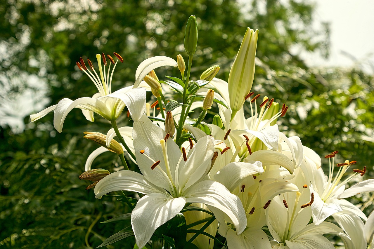 The Majestic Madonna Lily: A Guide to Care and Cultivation