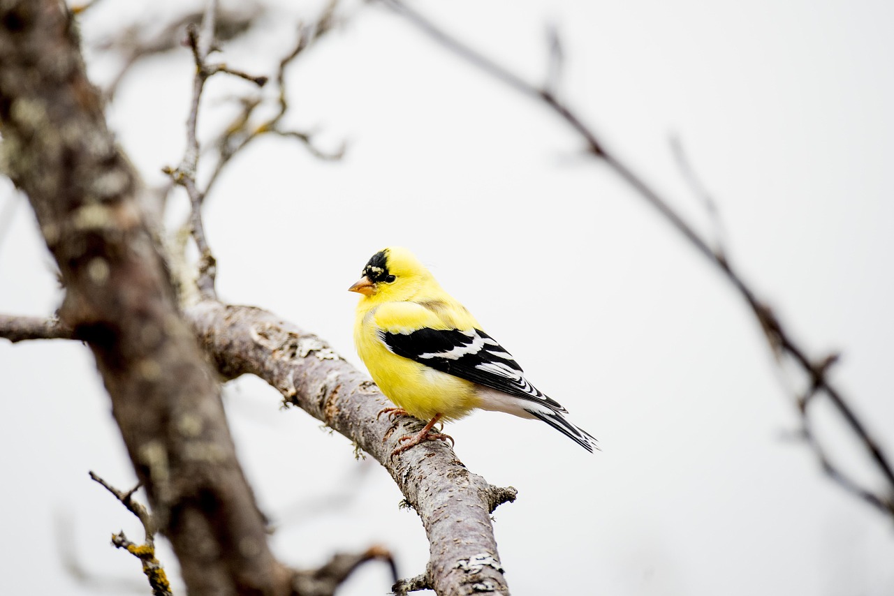 The Madonna of the Goldfinch: A Masterpiece of Art History