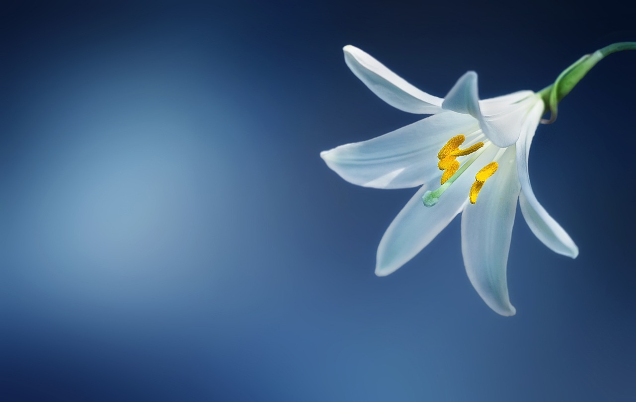 Discover the Beauty and Care of the Madonna Lily Plant