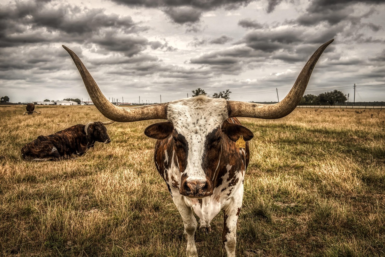 Texas Longhorns Baseball: A Legacy of Excellence