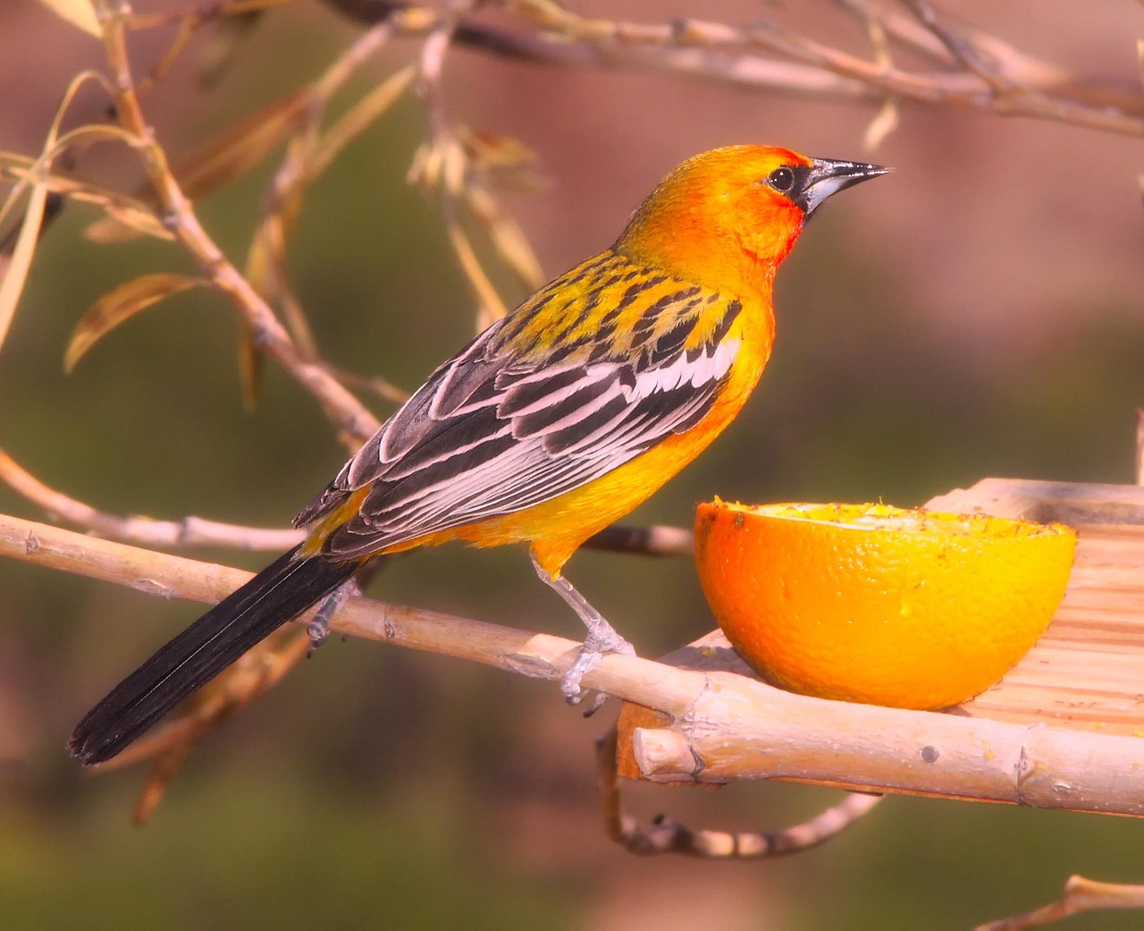 Everything You Need to Know About Orioles Baseball