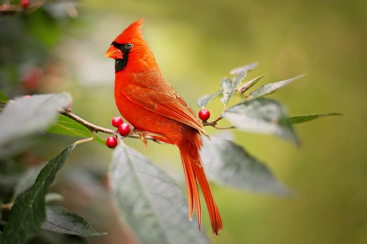 Everything You Need to Know About Cardinals Baseball