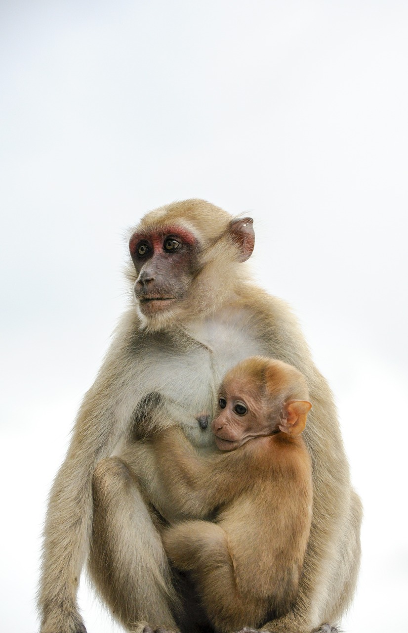 The Fascinating World of the Baseball Monkey: Playful Insights and Fun Facts