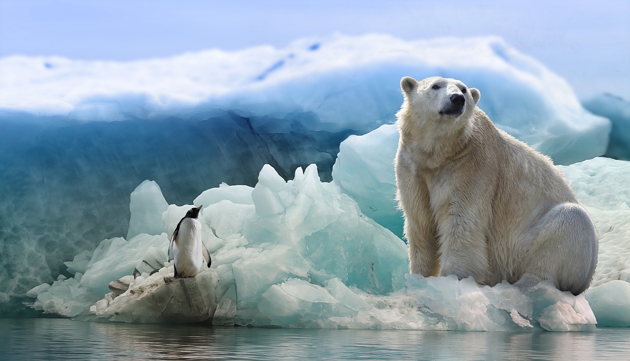 Polar Bear Ice Hockey: A Fun and Unique Sporting Experience