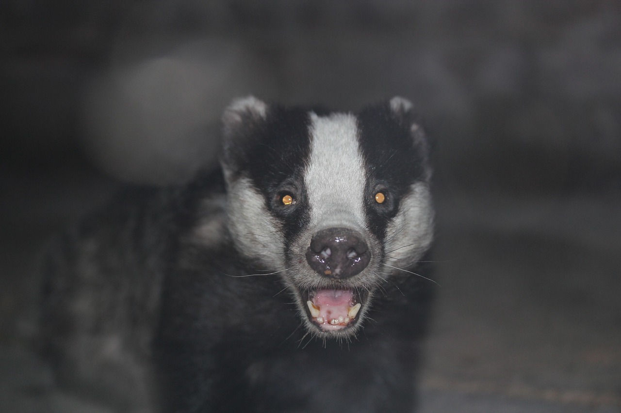 Discover the Thrilling World of Wisconsin Badgers Tennis