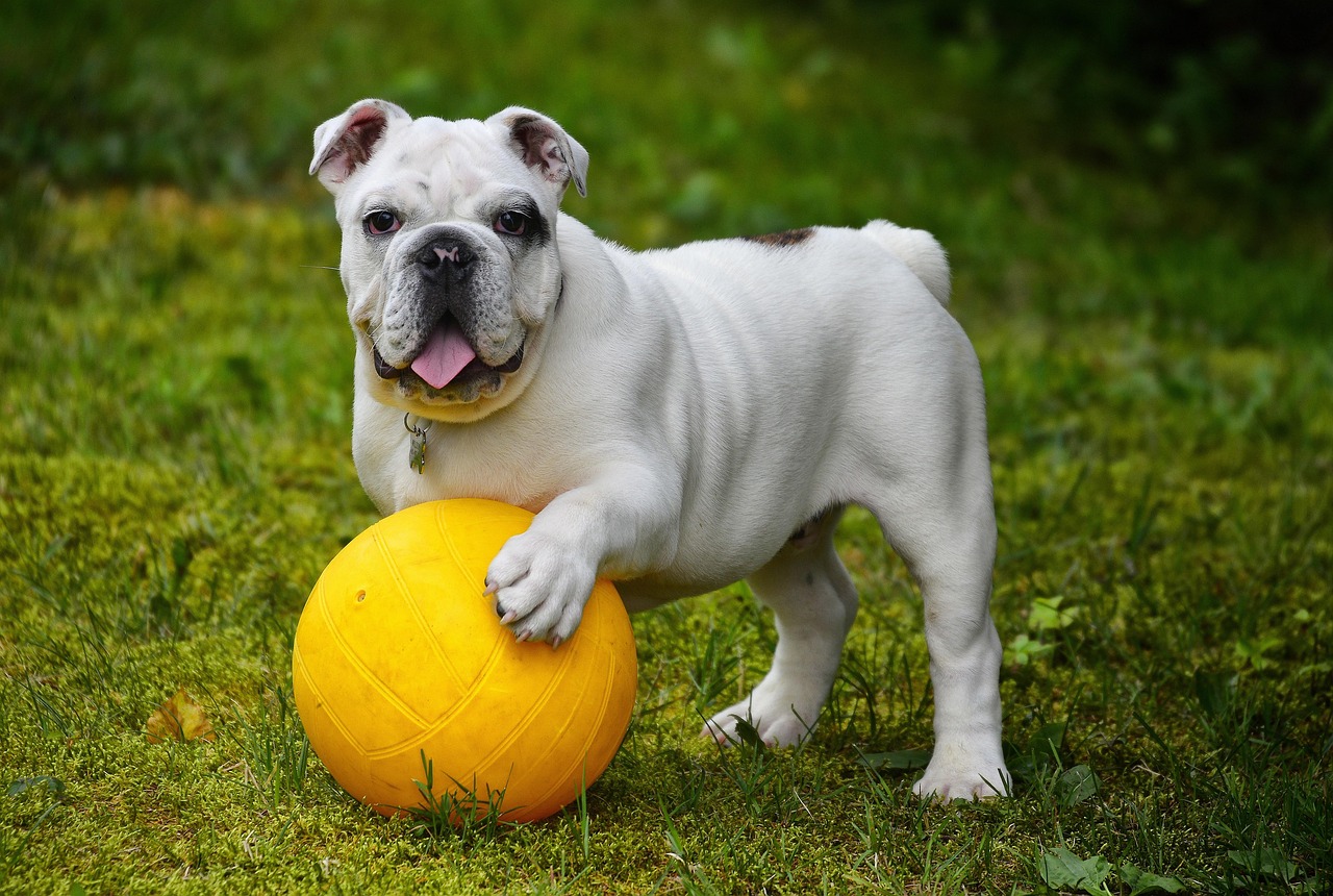 Why Do Dogs Love Tennis Balls? Unpacking Their Obsession