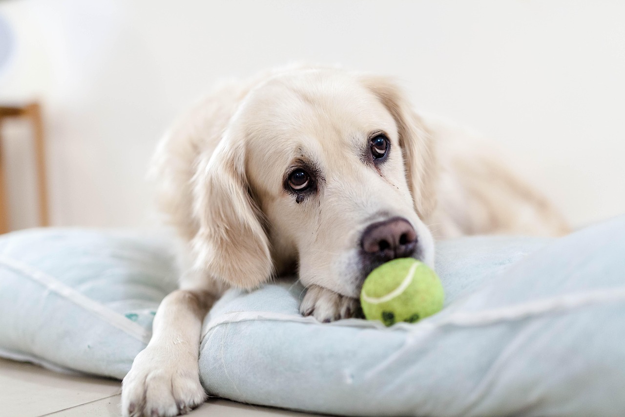 Tiny Tennis Balls for Dogs: The Perfect Playtime Companion