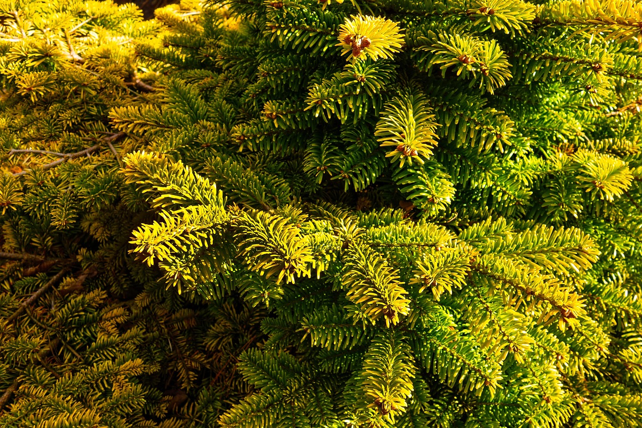 Pine Needles Golf: Mastering the Art of Playing on Pine Needle Covered Greens