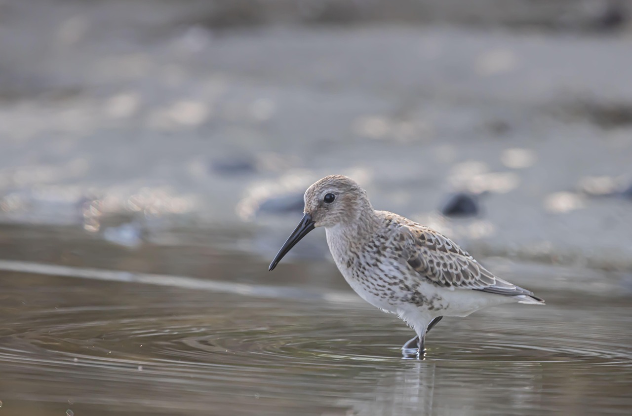 Discover the Sandpiper Golf Club: A Golfer's Paradise